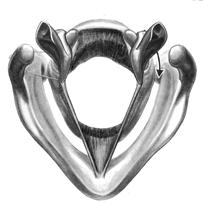 Illustration of Vocal Cords A