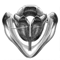 Illustration of Vocal Cords B